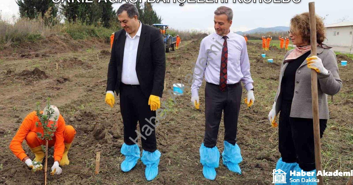 "Dalaman Cezaevi'nde Üretim Seferberliği: Sakız Ağacı Bahçeleri Kuruldu" başlıklı haber için fotorea