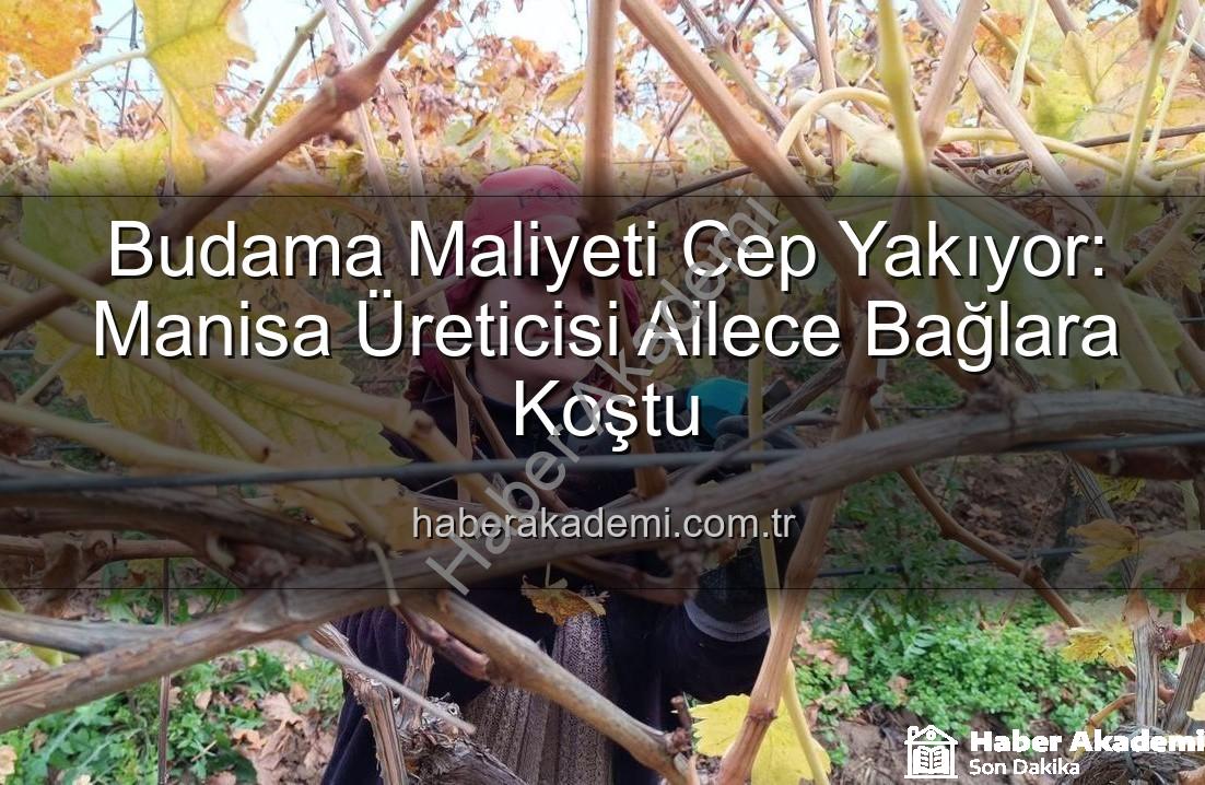 budama maliyeti - Budama Maliyeti Cep Yakıyor: Manisa Üreticisi Ailece Bağlara Koştu