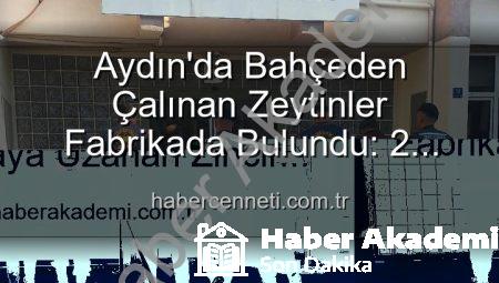 Aydın’da Şok Eden Zeytin Hırsızlığı: Bahçeden Fabrikaya Uzanan Zincir Kırıldı, Şüpheliler Yakalandı