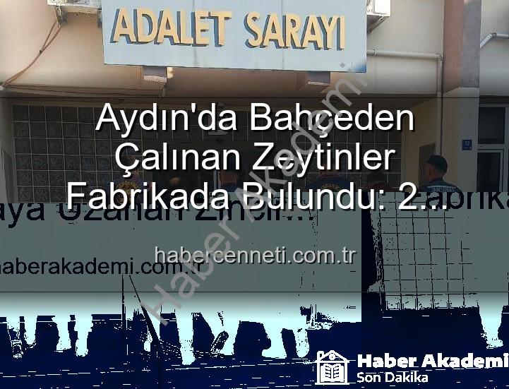 zeytin hırsızlığı - Aydın'da Şok Eden Zeytin Hırsızlığı: Bahçeden Fabrikaya Uzanan Zincir Kırıldı, Şüpheliler Yakalandı