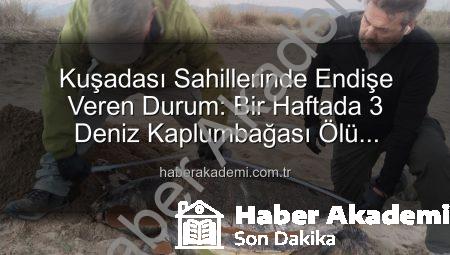 Kuşadası Sahillerinde Endişe Veren Durum: Bir Haftada 3 Deniz Kaplumbağası Ölü Bulundu