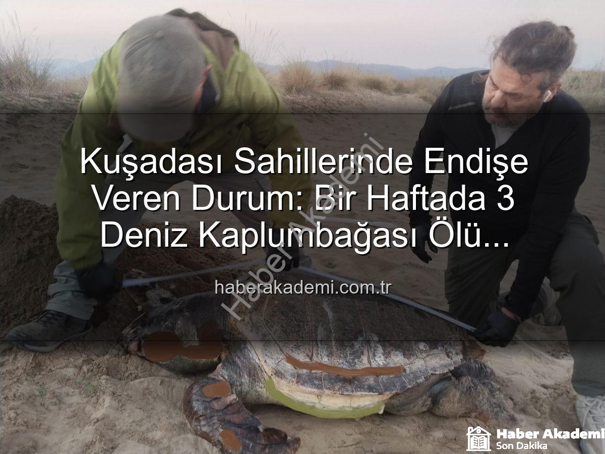 deniz kaplumbağası ölümleri - Kuşadası Sahillerinde Endişe Veren Durum: Bir Haftada 3 Deniz Kaplumbağası Ölü Bulundu