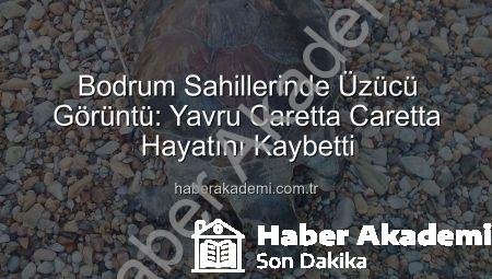 Bodrum Sahillerinde Üzücü Görüntü: Yavru Caretta Caretta Hayatını Kaybetti