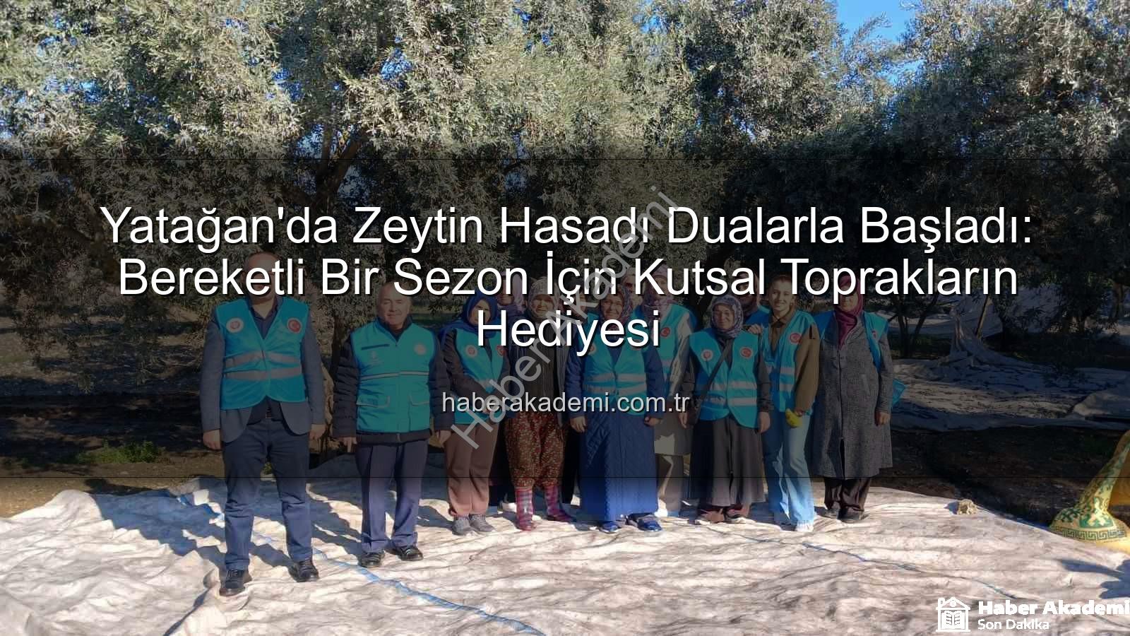 Yatağan zeytin hasadı - Yatağan'da Zeytin Hasadı Dualarla Başladı: Bereketli Bir Sezon İçin Kutsal Toprakların Hediyesi