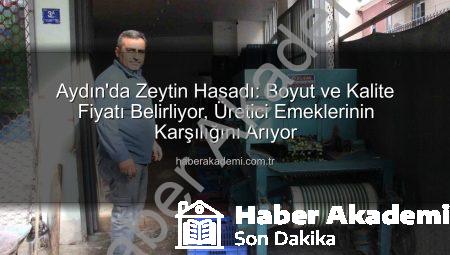 Aydın’da Zeytin Hasadı: Boyut ve Kalite Fiyatı Belirliyor, Üretici Emeklerinin Karşılığını Arıyor