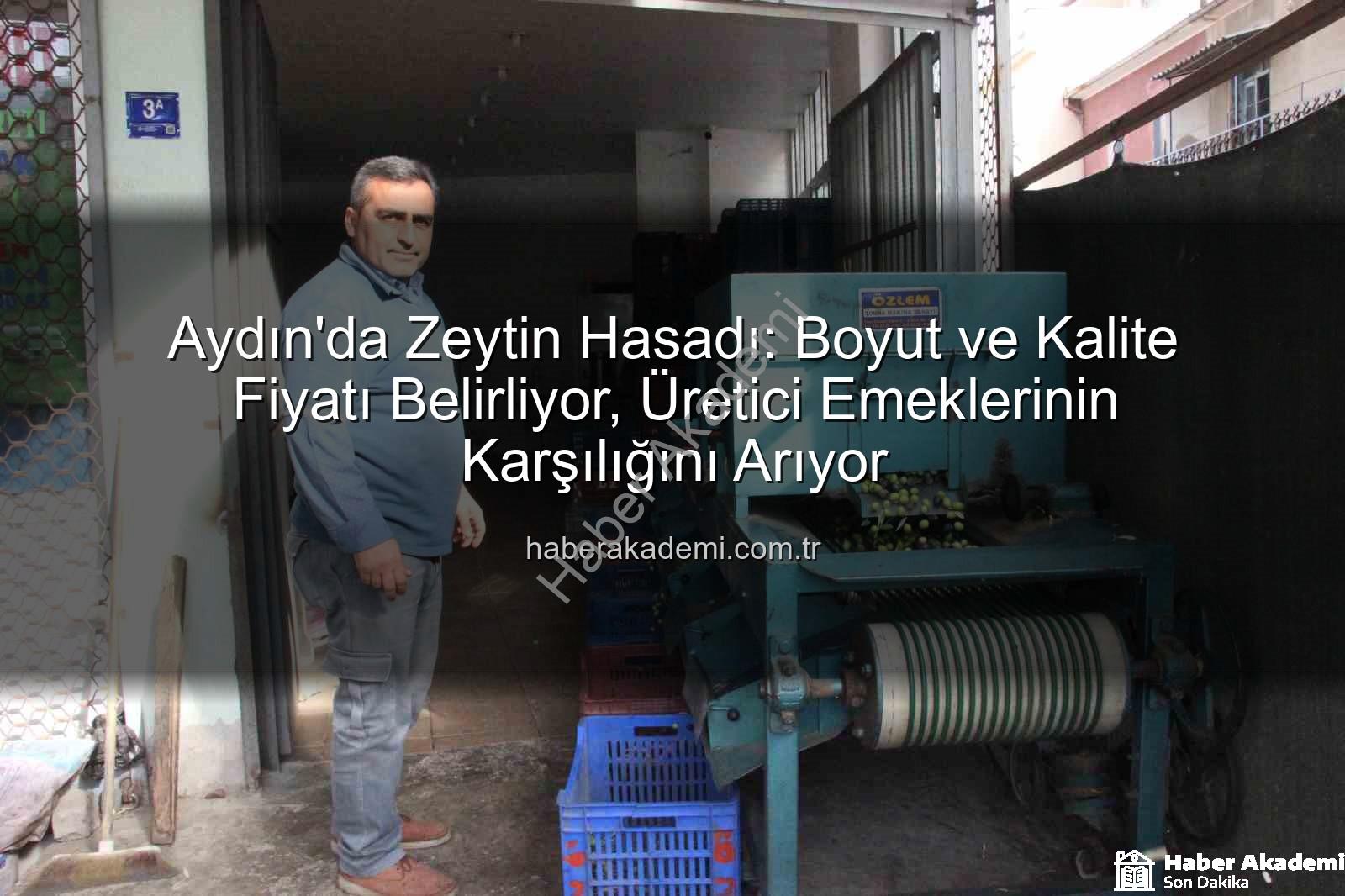 zeytin hasadı - Aydın'da Zeytin Hasadı: Boyut ve Kalite Fiyatı Belirliyor, Üretici Emeklerinin Karşılığını Arıyor