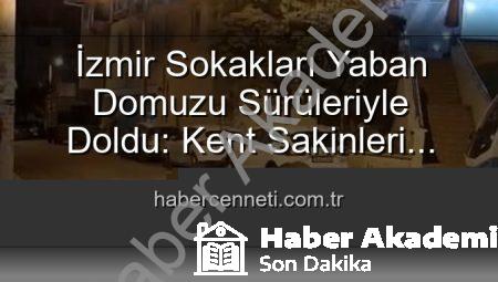 İzmir Sokakları Yaban Domuzu Sürüleriyle Doldu: Vatandaşlar Tedirgin, Yetkililere Çağrı Var