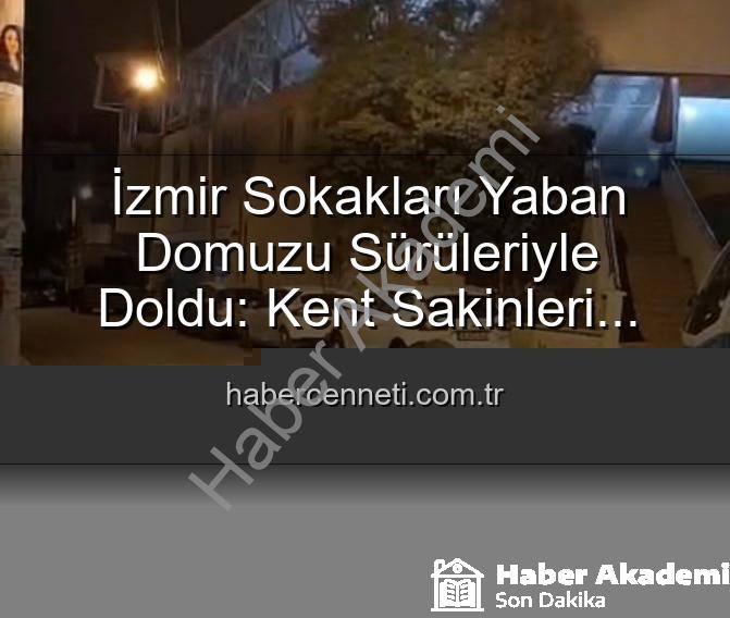 yaban domuzu izmir - İzmir Sokakları Yaban Domuzu Sürüleriyle Doldu: Vatandaşlar Tedirgin, Yetkililere Çağrı Var